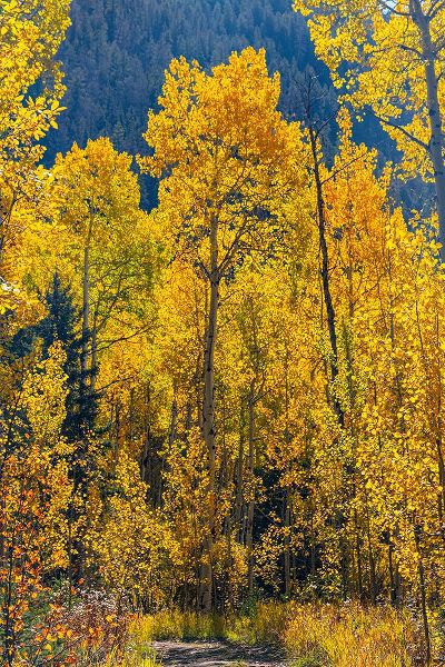 Ostrowitz, Mallorie 아티스트의 Grouping of aspen trees on a trail-Colorado작품입니다.